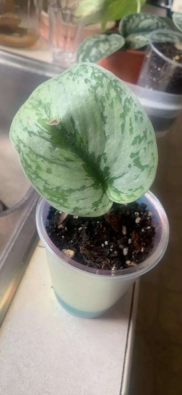 scindapsus #1 thumbnail