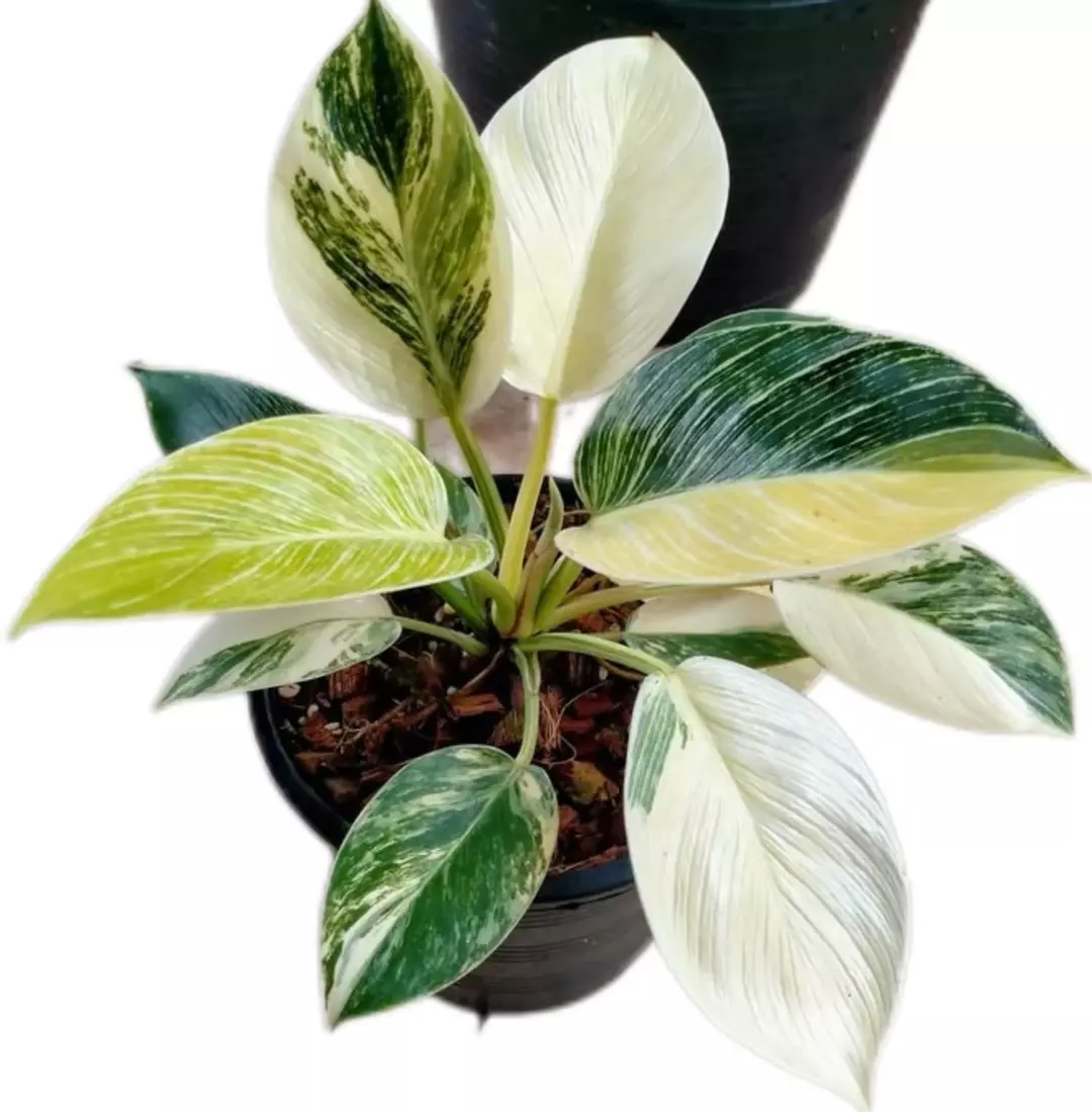 Philodendron birkin aurea tc 1 pack growers choice thumbnail