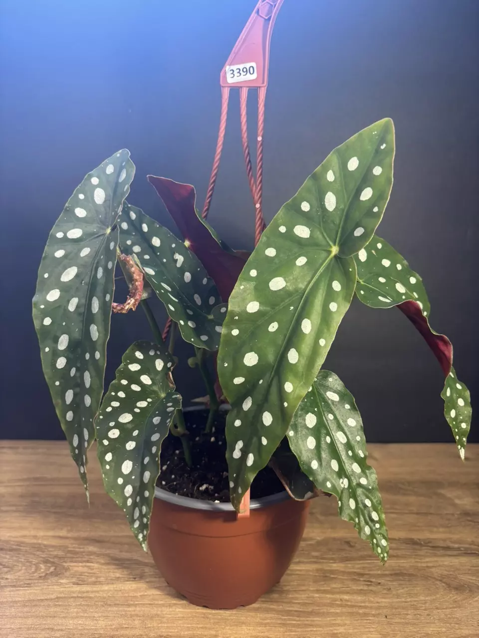 Begonia Maculata - Polka Dot Angel Wing 6” HB 3390 thumbnail