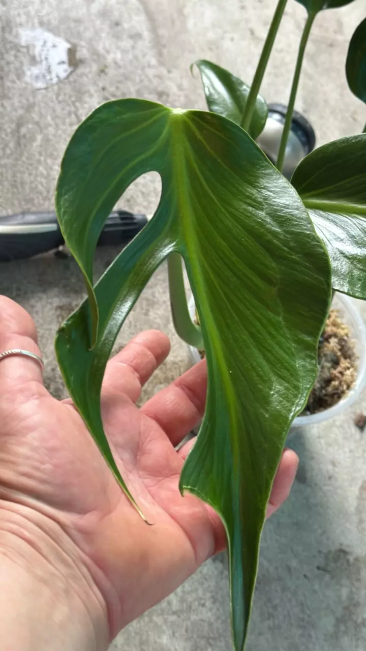 Monstera Burle Marx Flame THICCC FENNYS! thumbnail