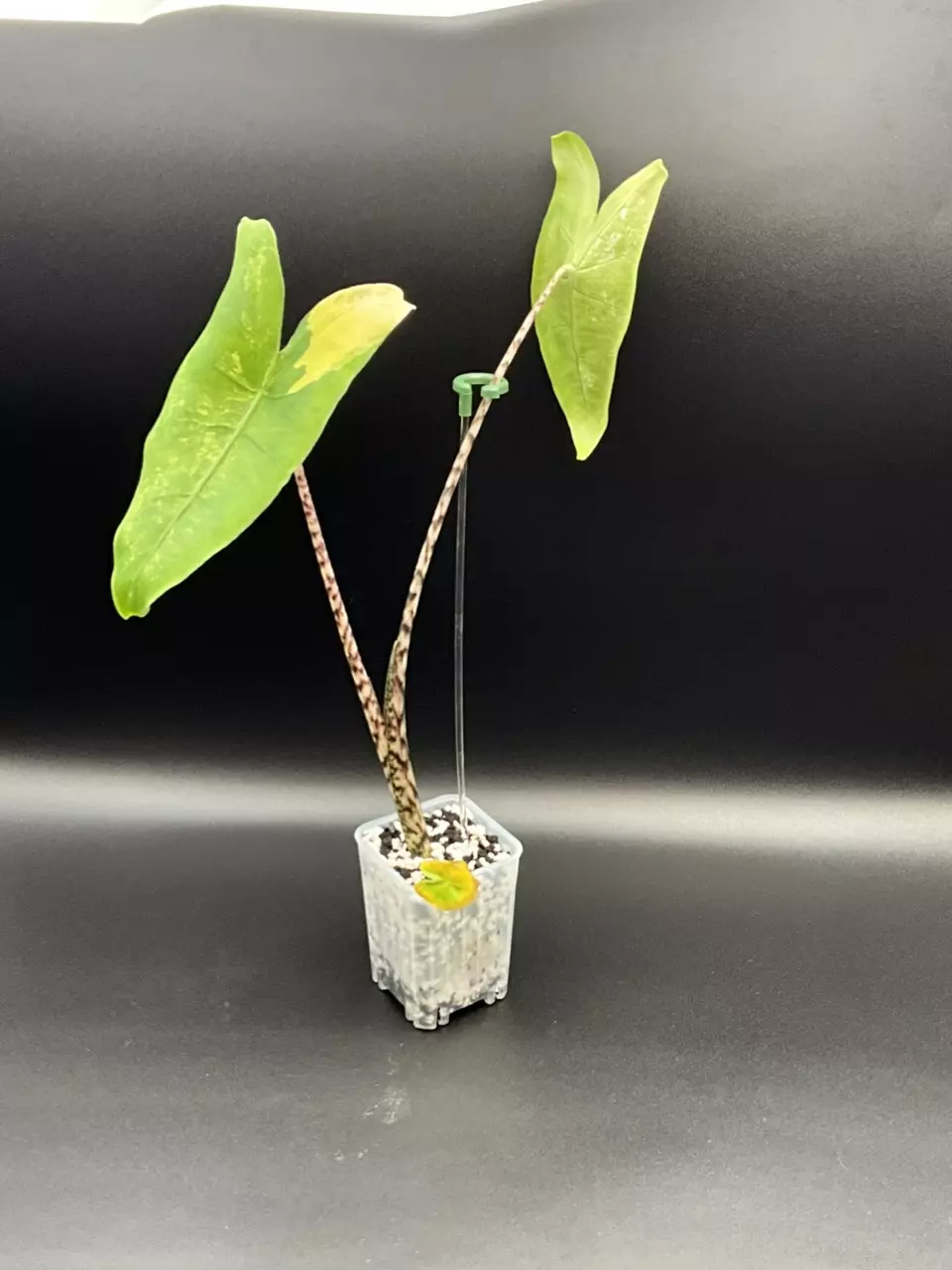 Zebrina Aurea thumbnail