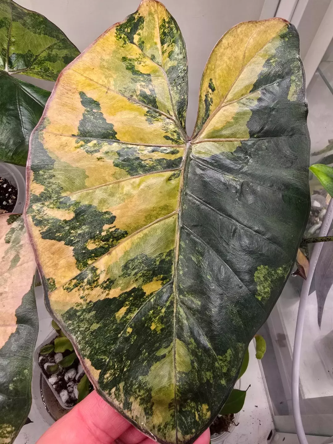 Alocasia Yucutan Princess Tricolor CHUNKY corm thumbnail