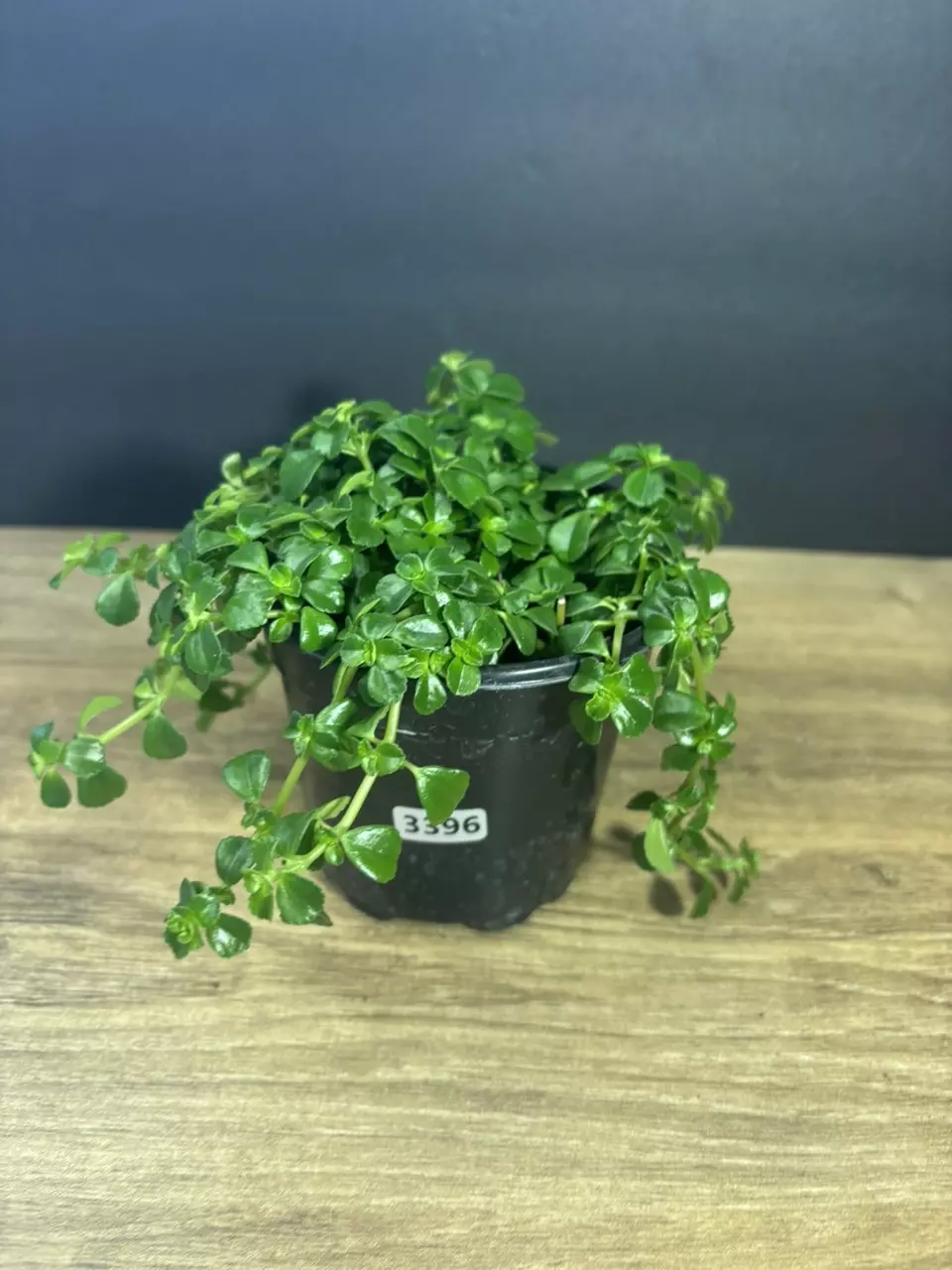 Pilea Baby Tears Green 4” 3396 thumbnail