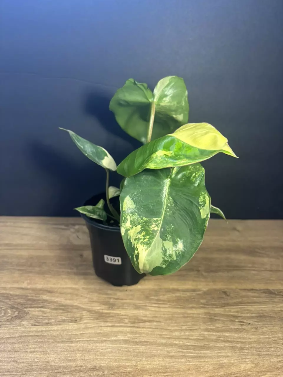 Philodendron Burle Marx Variegated 4” 3391 thumbnail