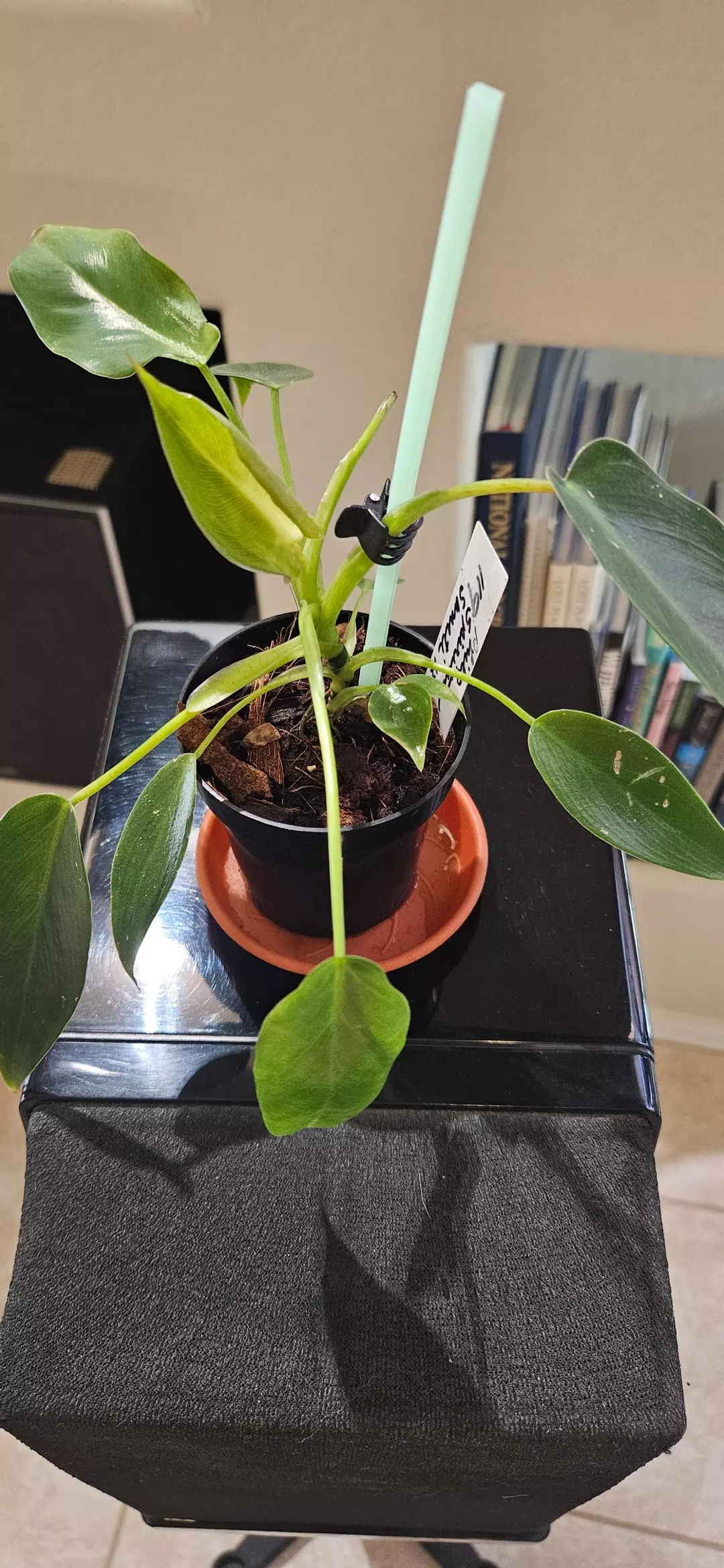 Philodendron Spiritus Sancti thumbnail