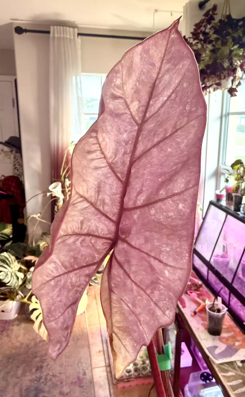 Pink Plumbea Alocasia mom size thumbnail