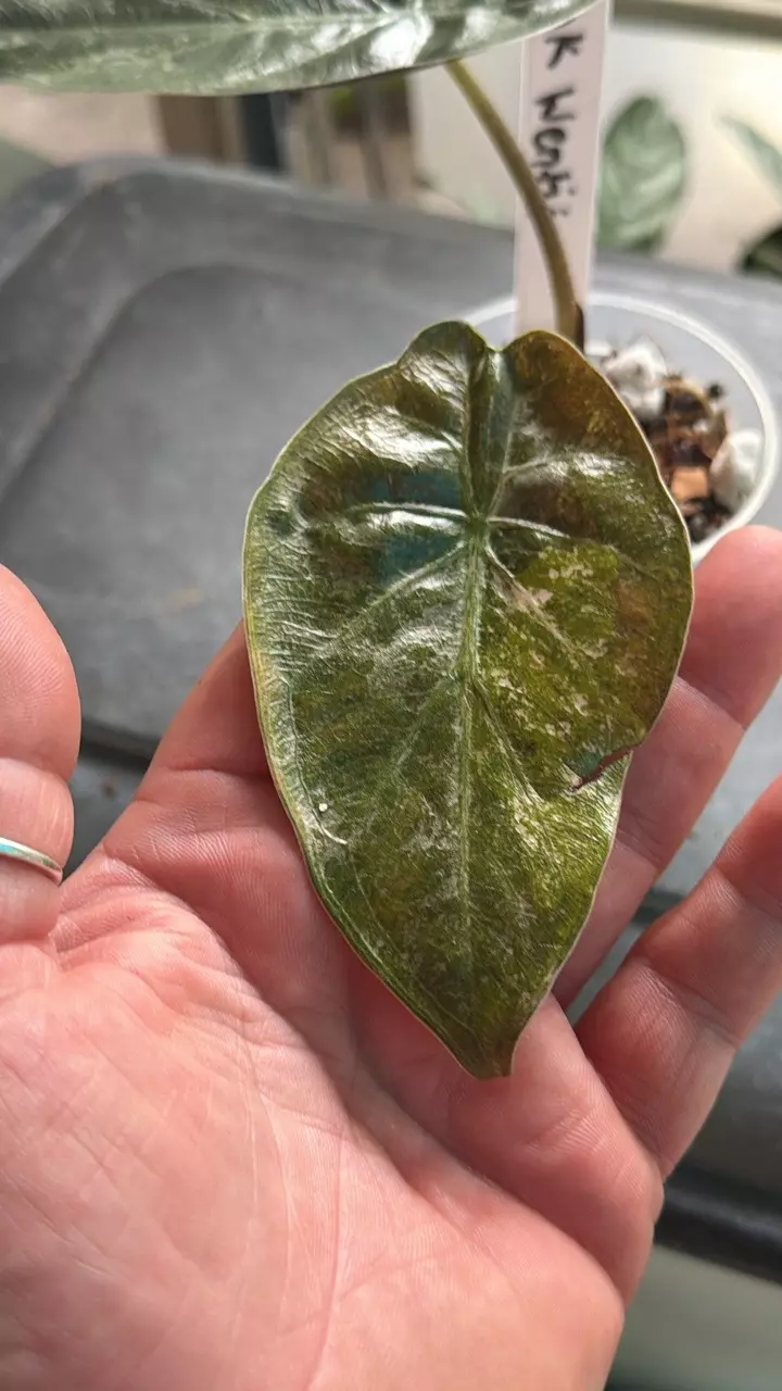 Alocasia Wentii Pink Variegated thumbnail