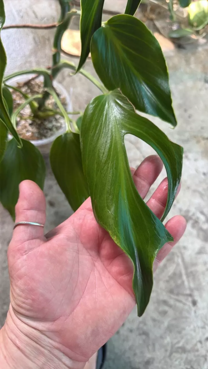 Monstera Burle Marx flame XXXXL thumbnail