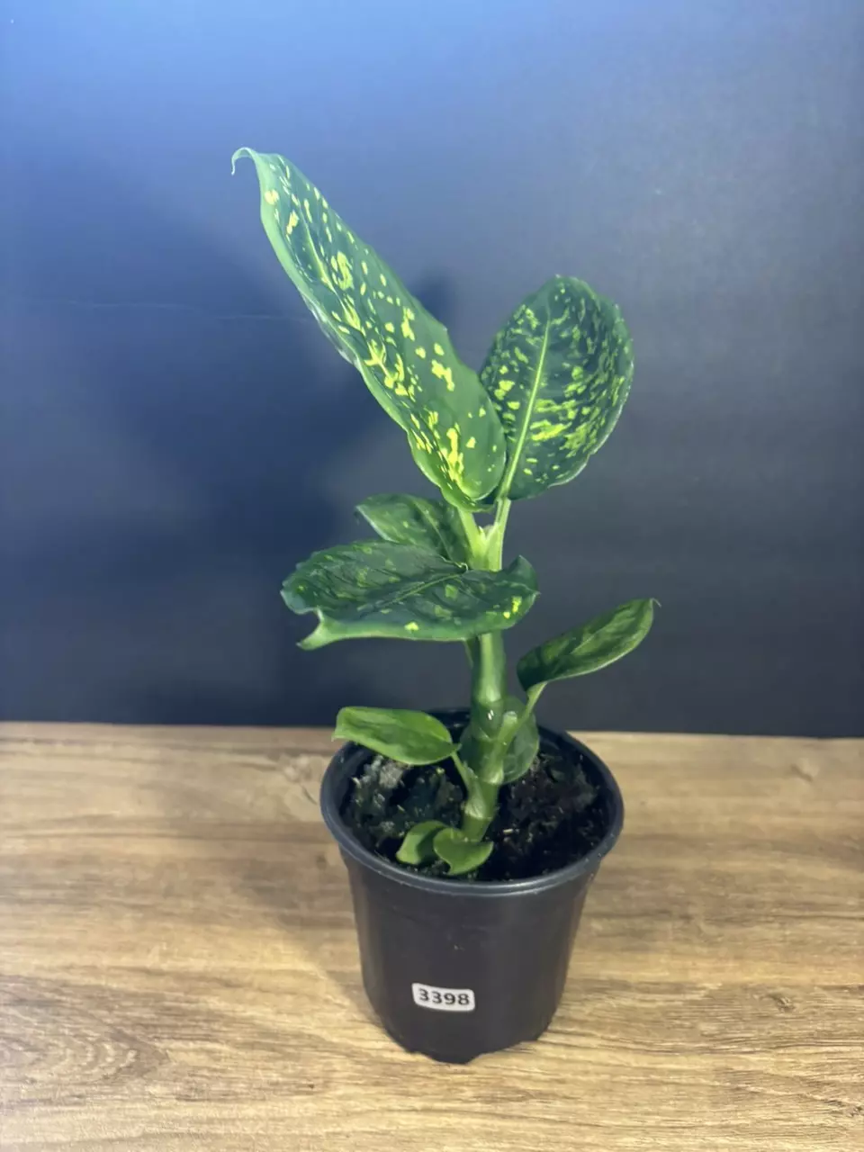 Dieffenbachia Reflector 4” 3398 thumbnail