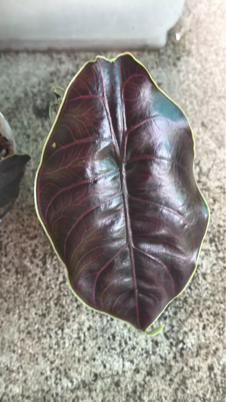 Alocasia Azlanii thumbnail