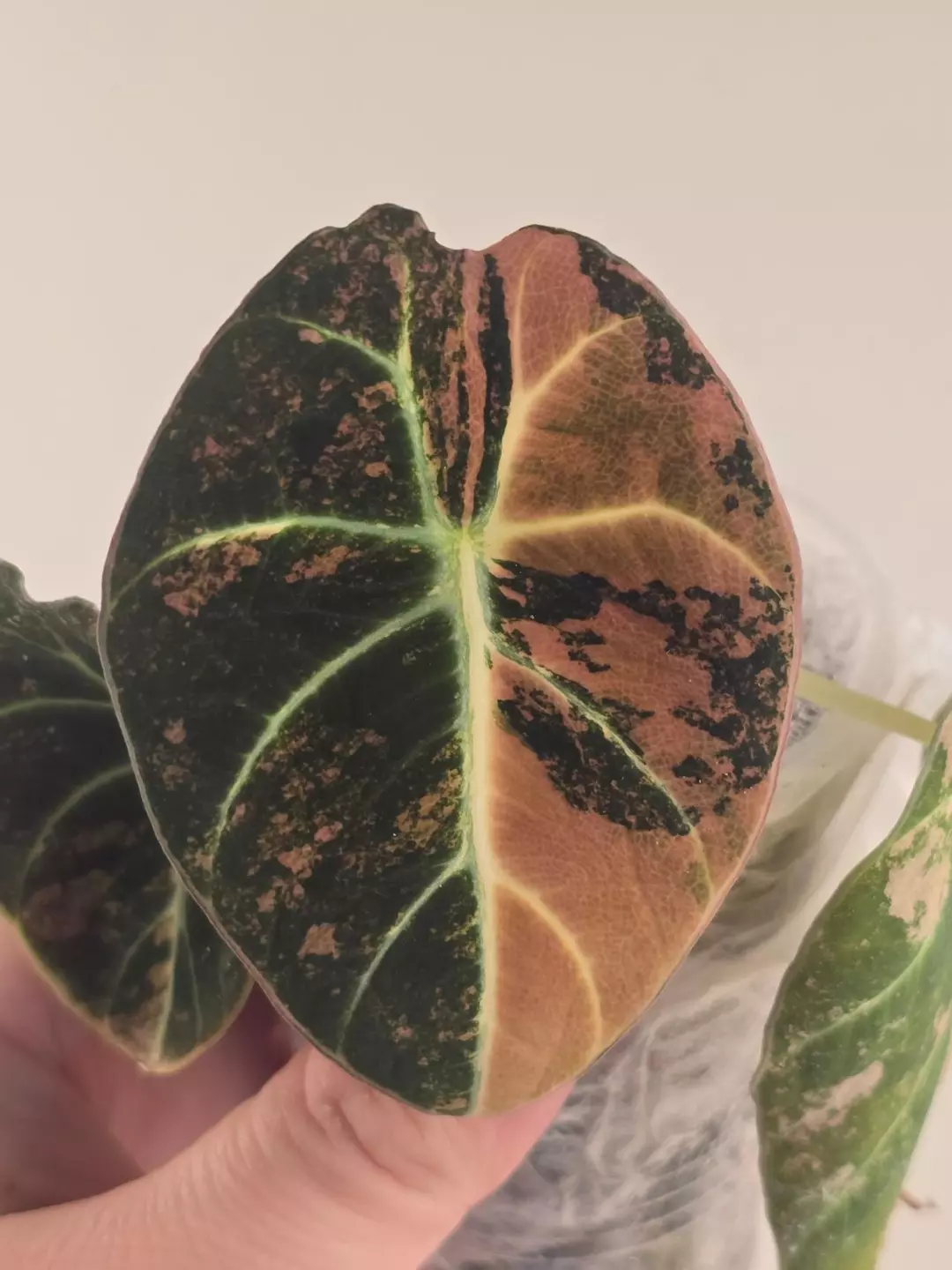 Alocasia Black Velvet Rose Gold corm thumbnail