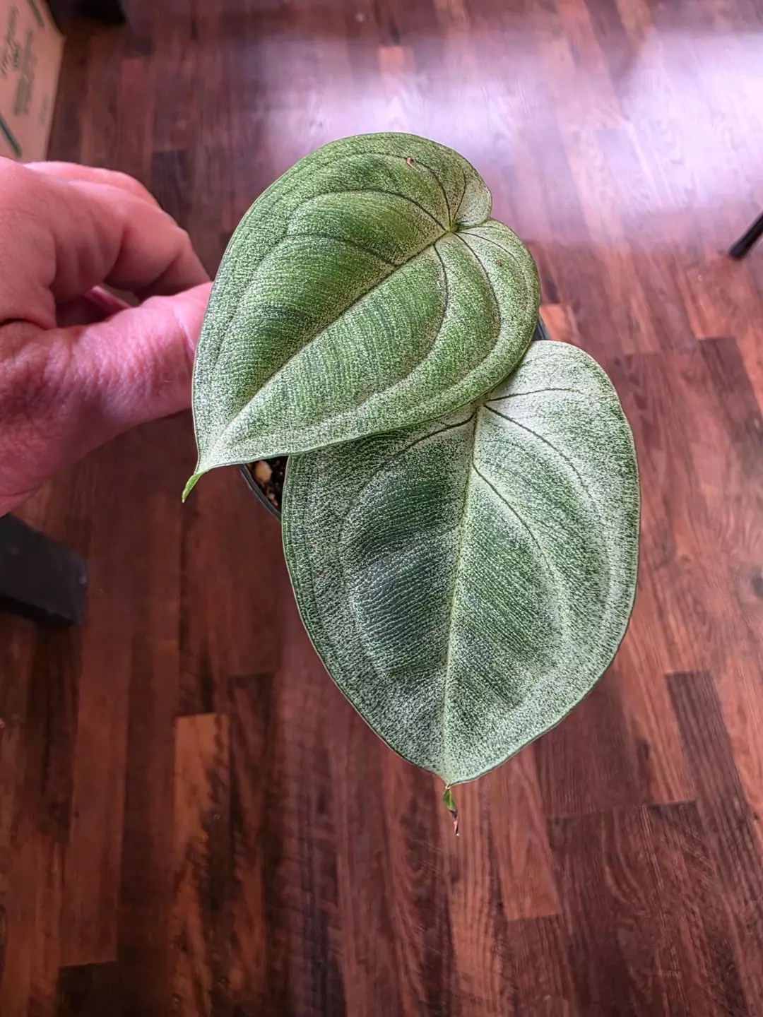 Frosted Heart Syngonium thumbnail