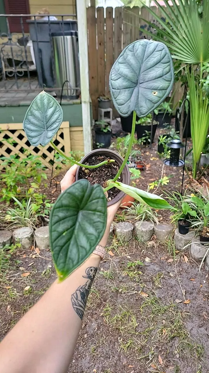 3in1 Variegated Alocasia Dragon Scale 4" specific thumbnail