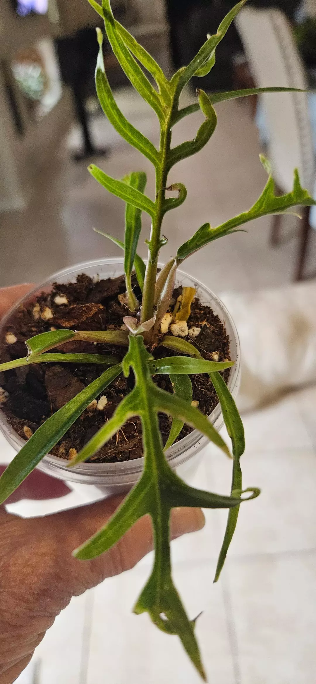 Philodendron Tortum thumbnail