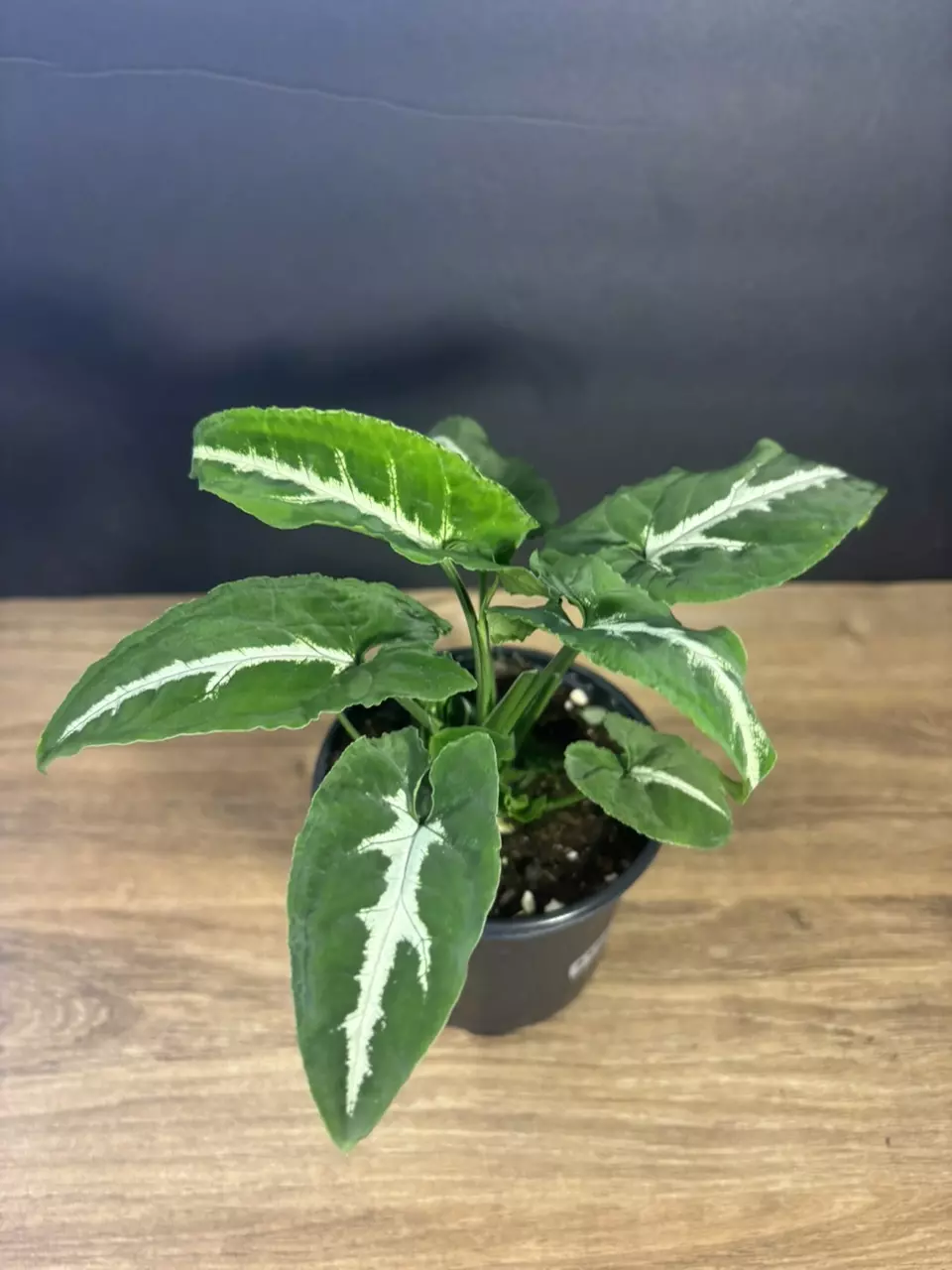 Syngonium Wendlandii 4” 3389 thumbnail