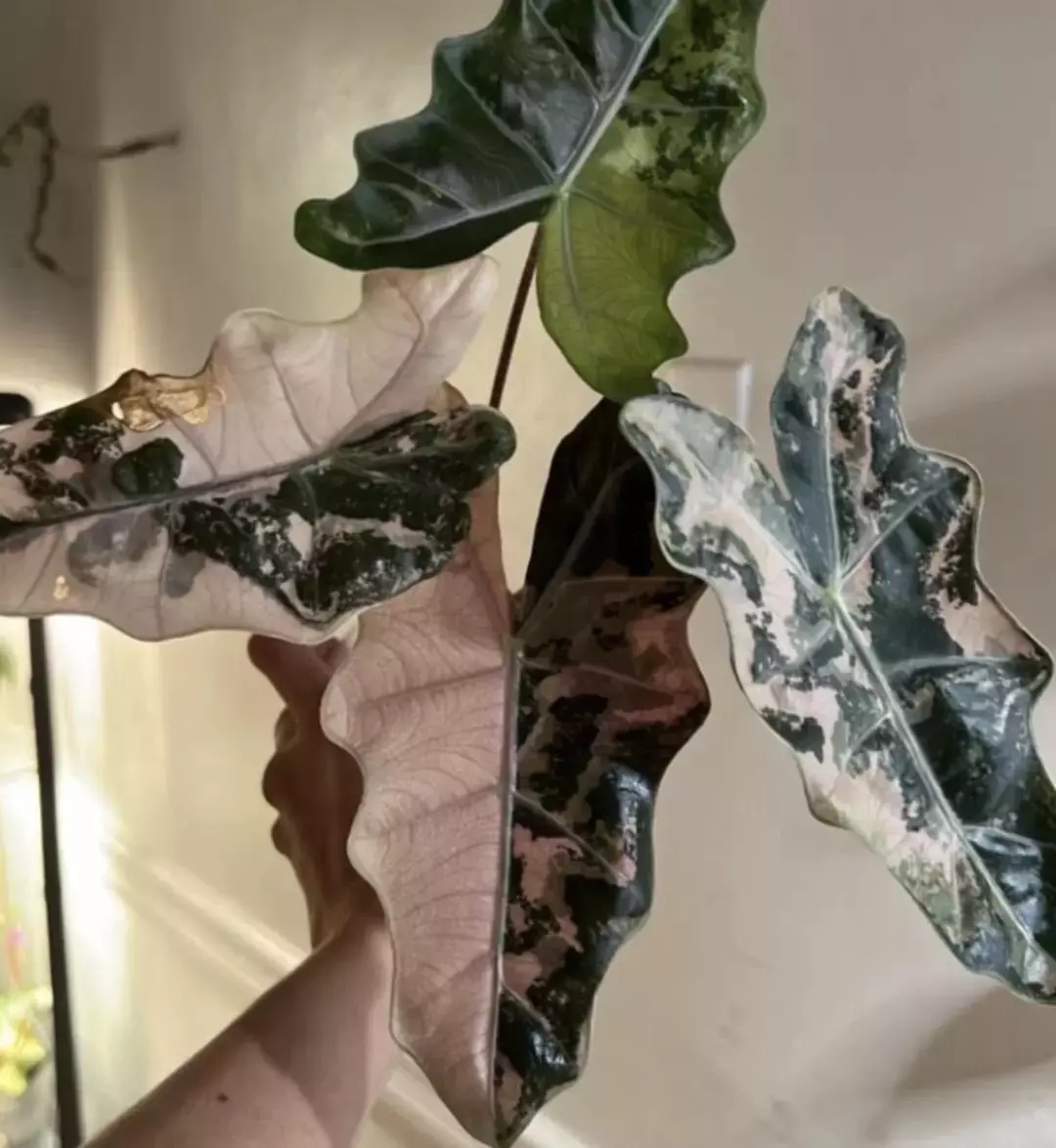 Alocasia highly variegated pseudo pink mother in first pic pup only thumbnail