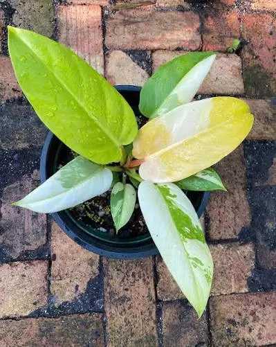 Philodendron golden melinonii aurea tc 1 pack growers choice thumbnail