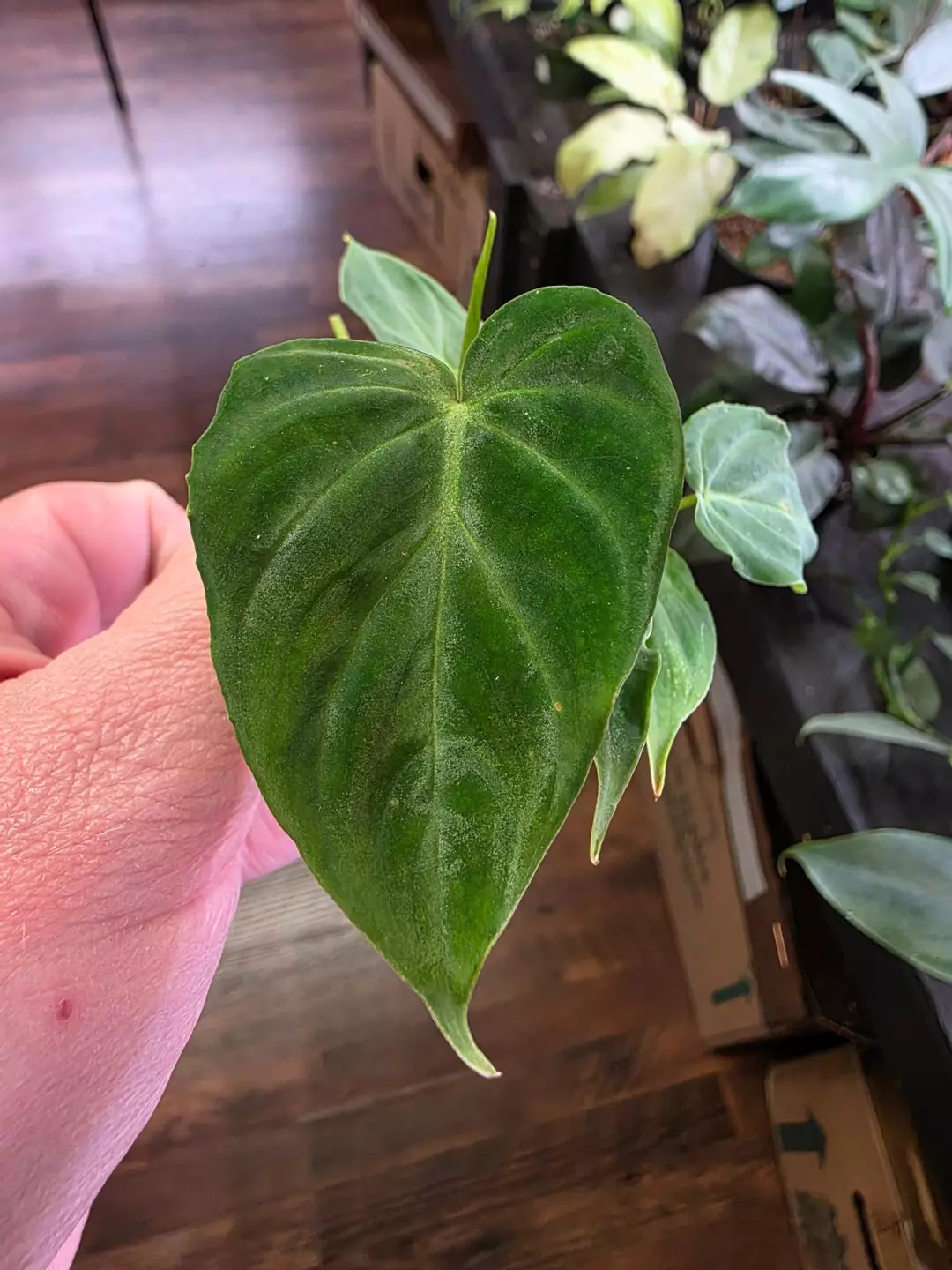 Verrucosum Philodendron thumbnail