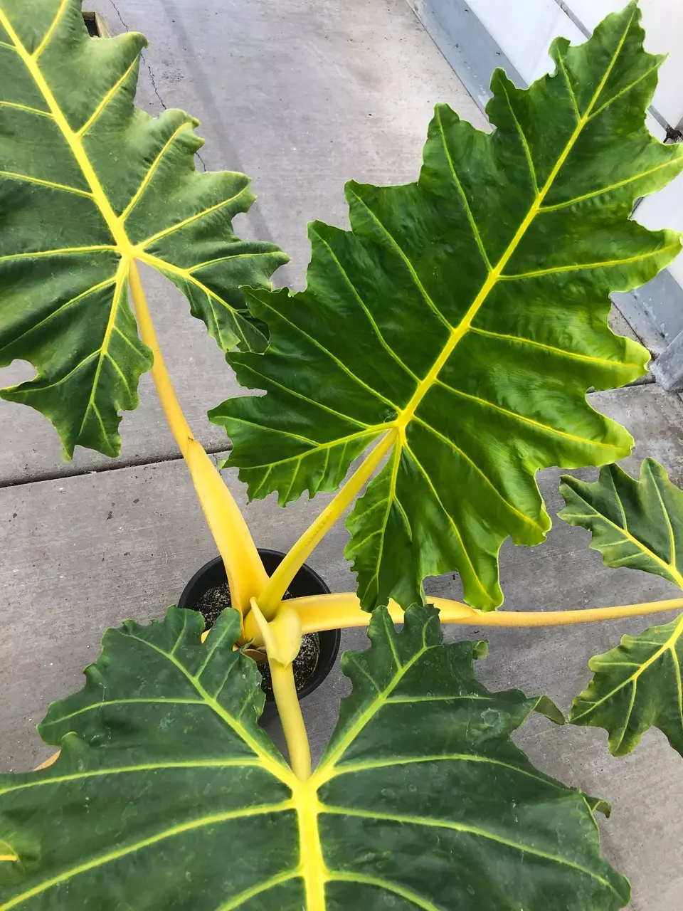 Alocasia golden Dragon thumbnail