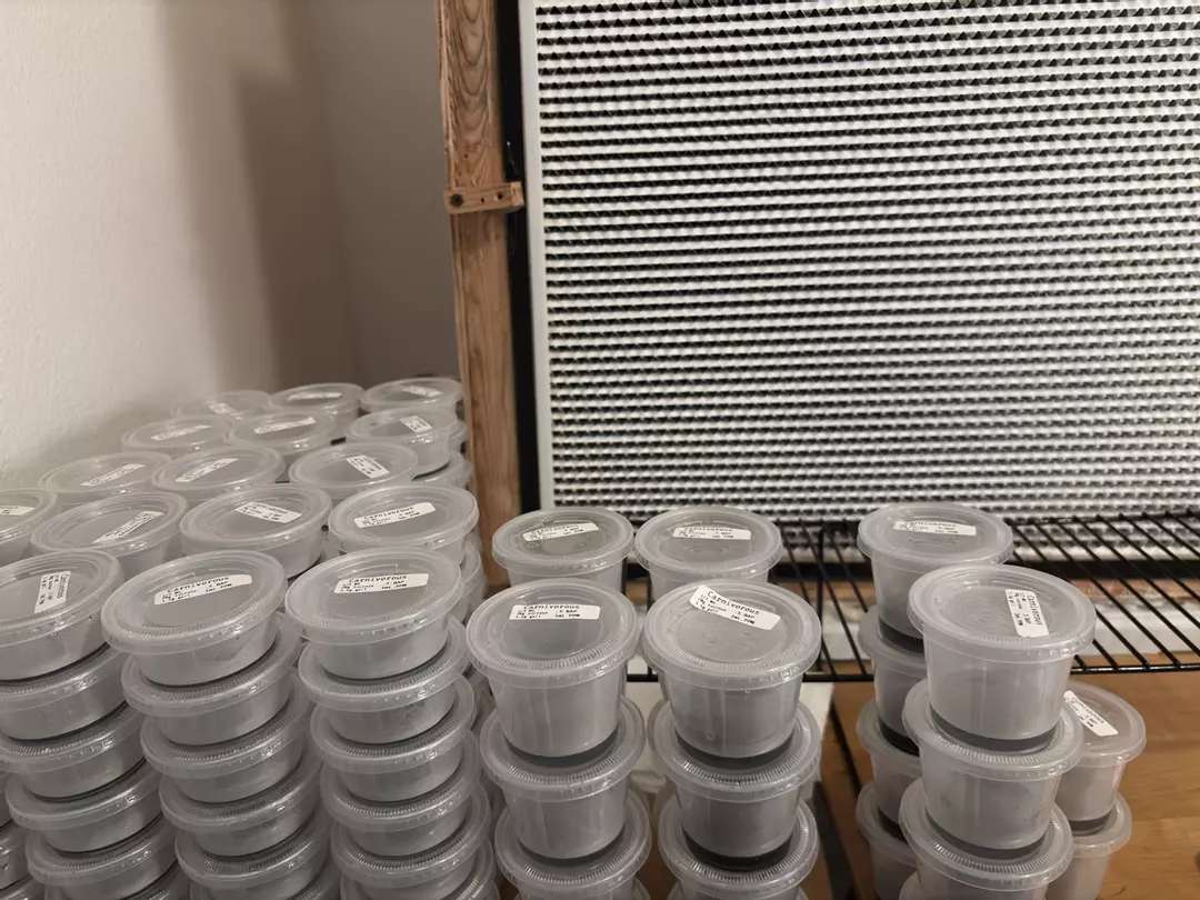 Monstera Tissue Culture Cloning Media 2x 5.5 oz Vessels thumbnail