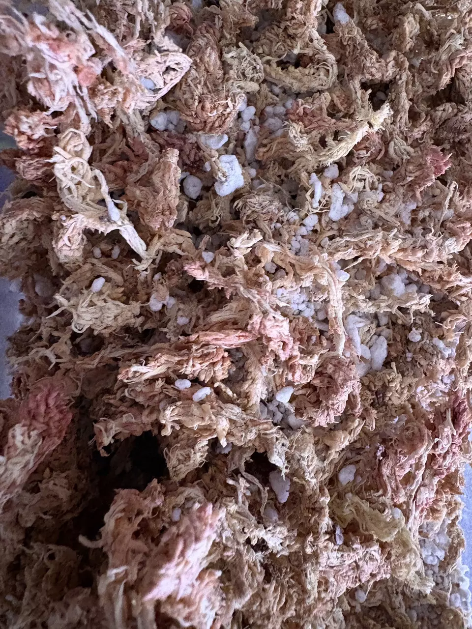 Premium Chilean Spaghnum & Perlite Carnivorous Substrate 1 Quart thumbnail
