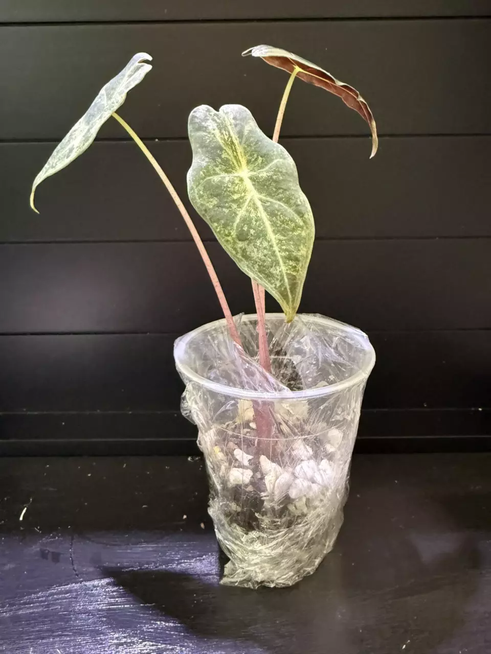 BLACK SATURN STARDUST ALOCASIA thumbnail