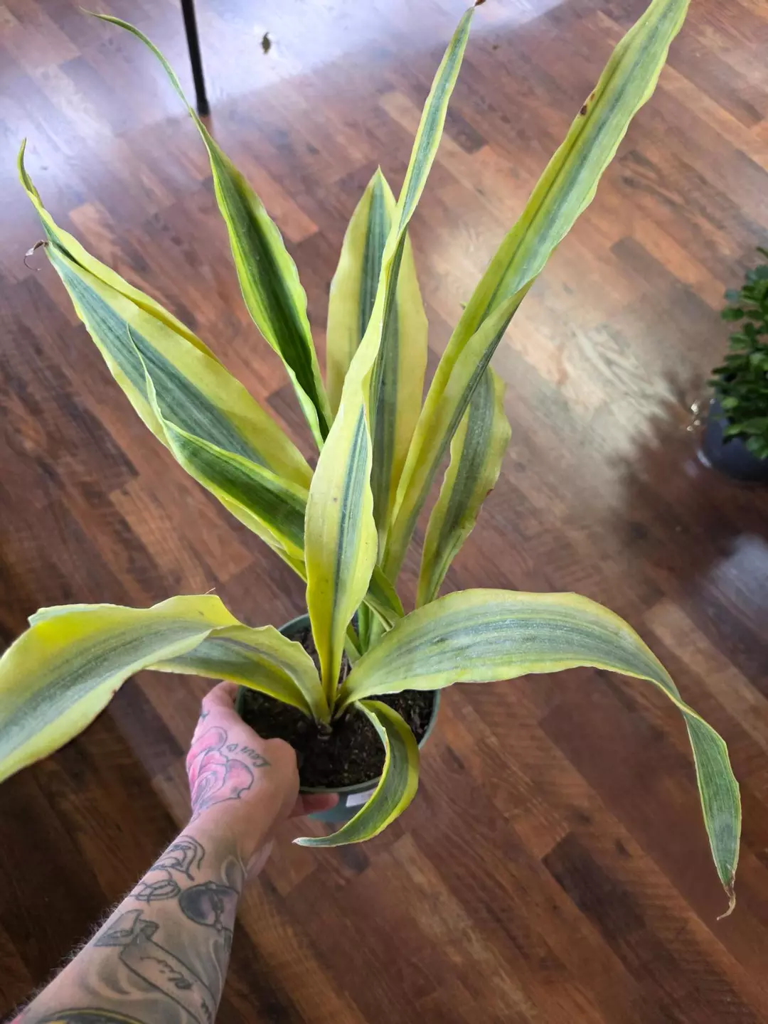 Yellowstone Sanseveria thumbnail