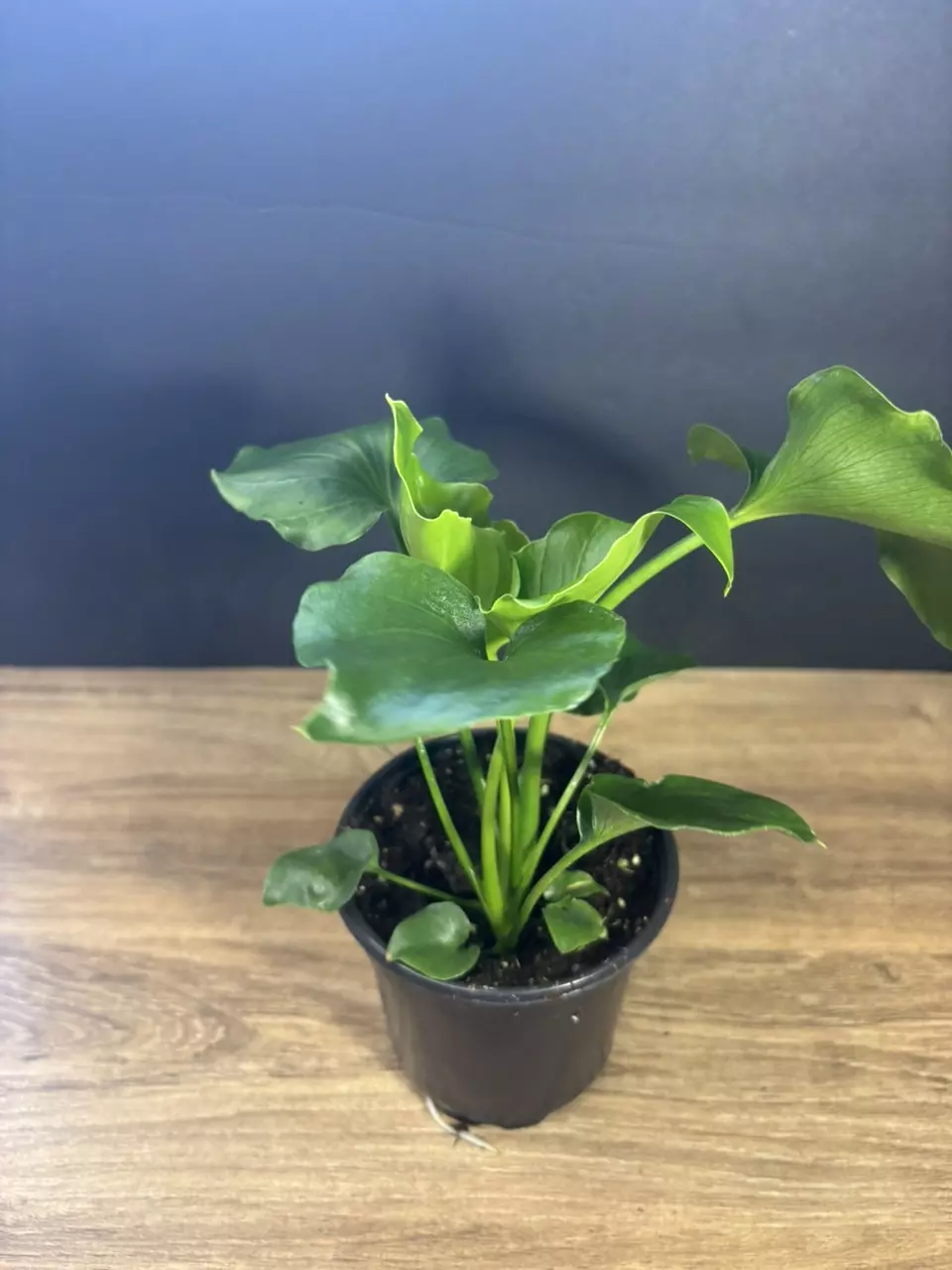 Philodendron Selloum Hope - (Thaumatophlum Bipinnatifidum) 4” 3393 thumbnail