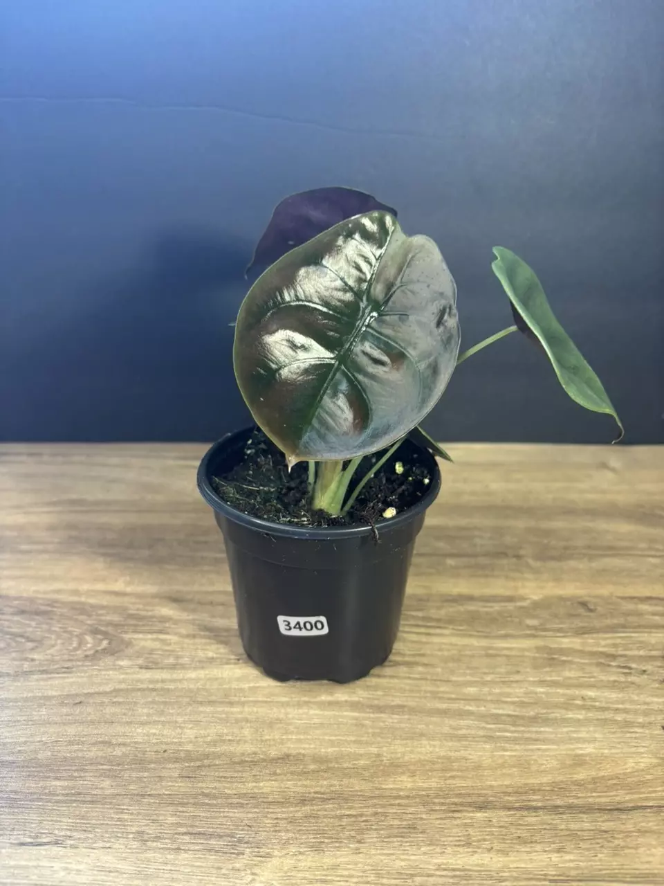 Alocasia Cuprea Red Secret 4” 3400 thumbnail