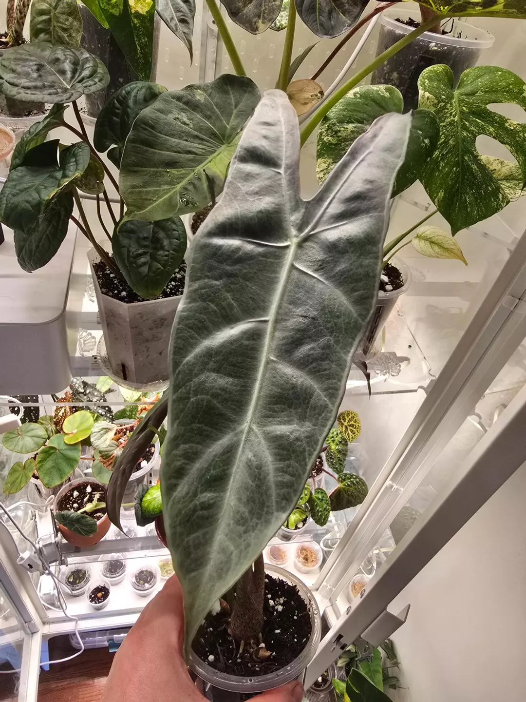 Alocasia Longibiloba Denudata/Purple Back corm thumbnail