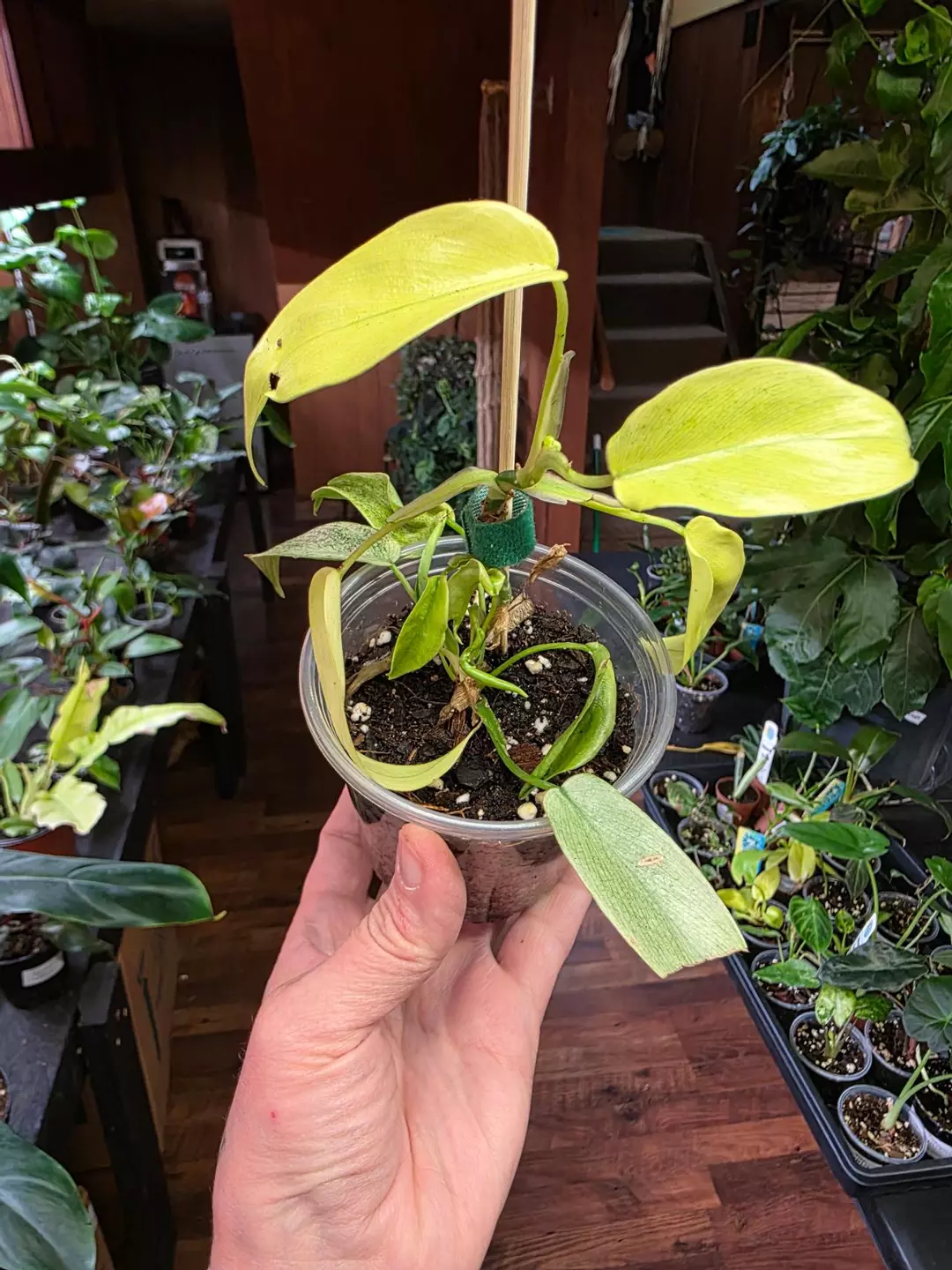 Florida Ghost Mint thumbnail