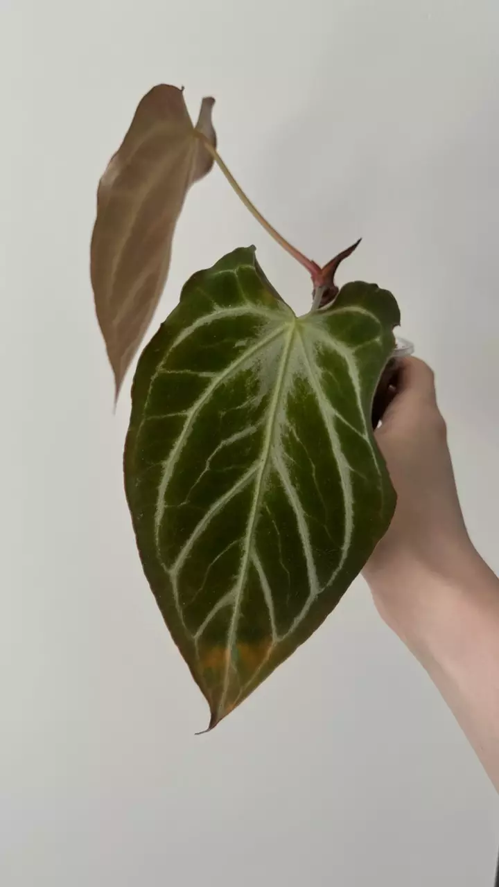 Anthurium muchlis hybrid-curled leaves thumbnail