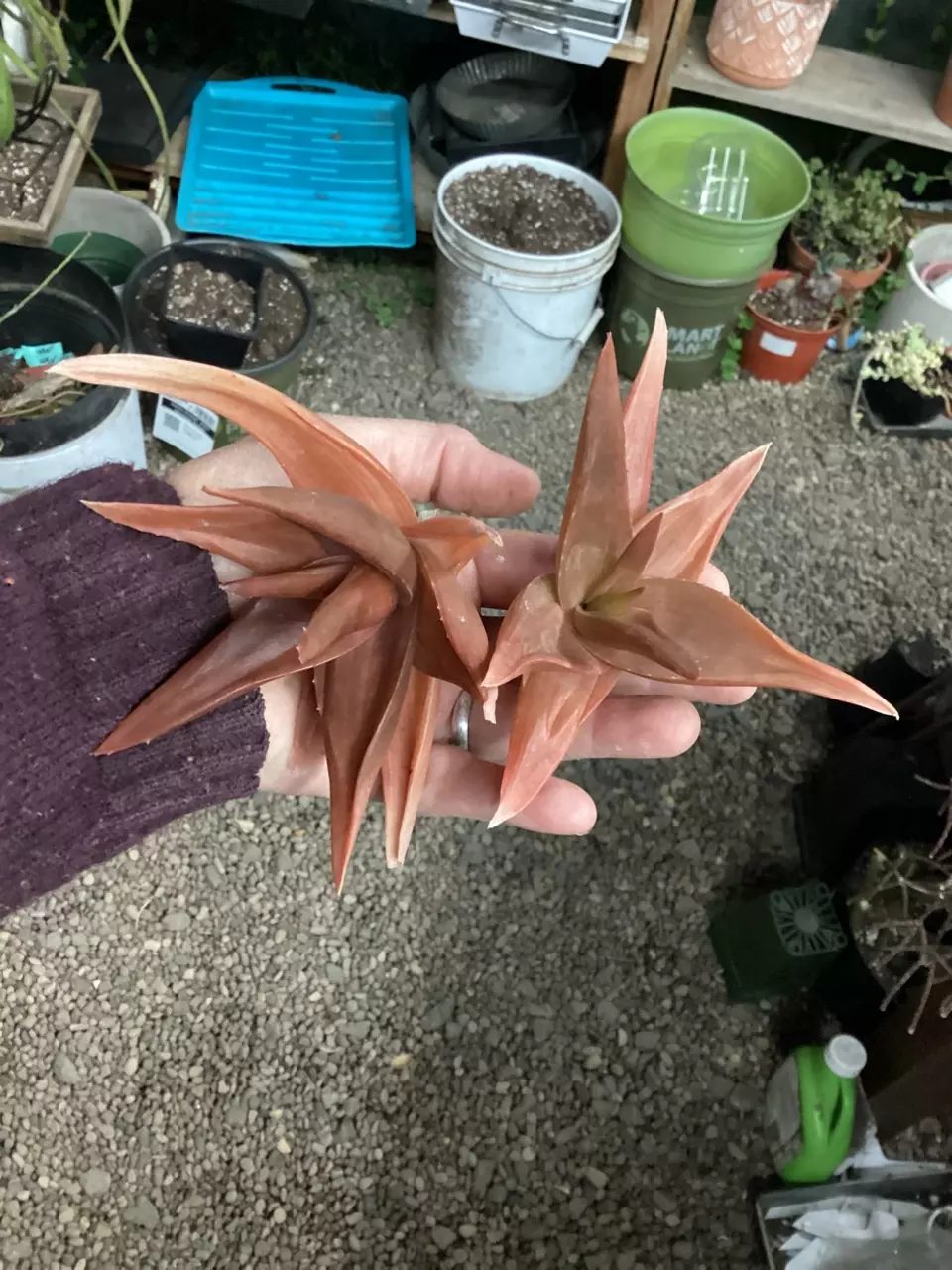 Pink! Bronze Aloe cutting thumbnail