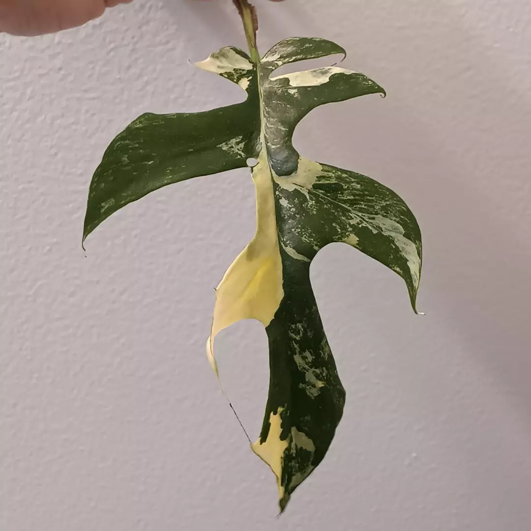 Tetrasperma Albo Mutant thumbnail