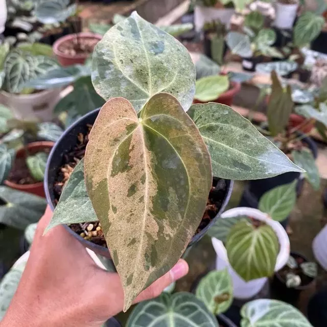 Anthurium dark phoenix variegated tc 1 pack growers choice thumbnail