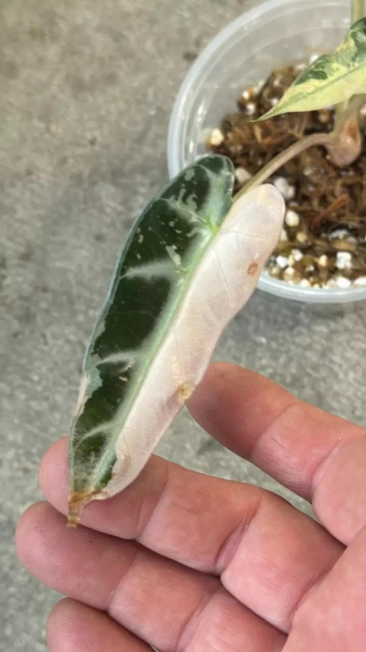 Alocasia bambino Pink Variegated thumbnail