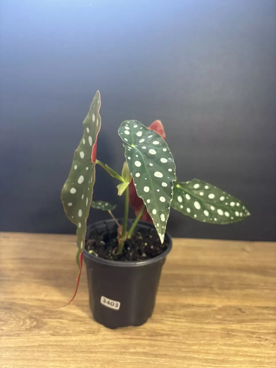 Begonia Maculata - Polka Dot Angel Wing 4” 3403 thumbnail