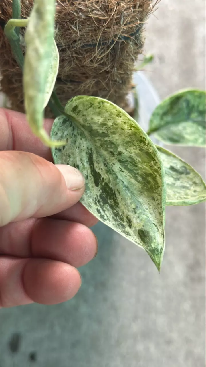 Scinasus Selmouth thumbnail