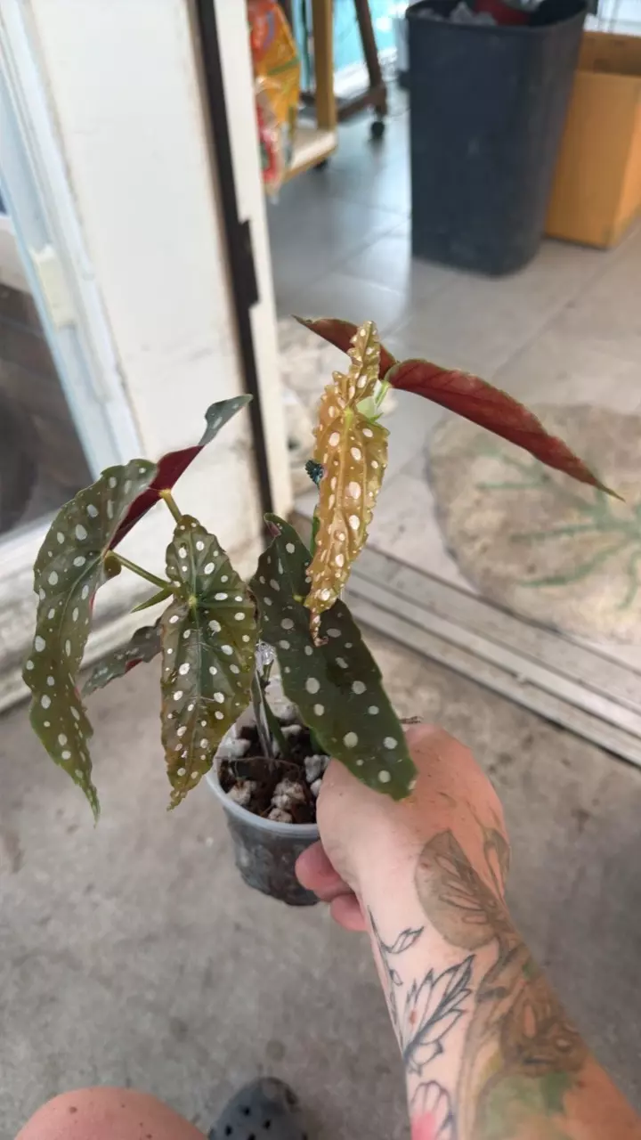 Begonia Maculata thumbnail