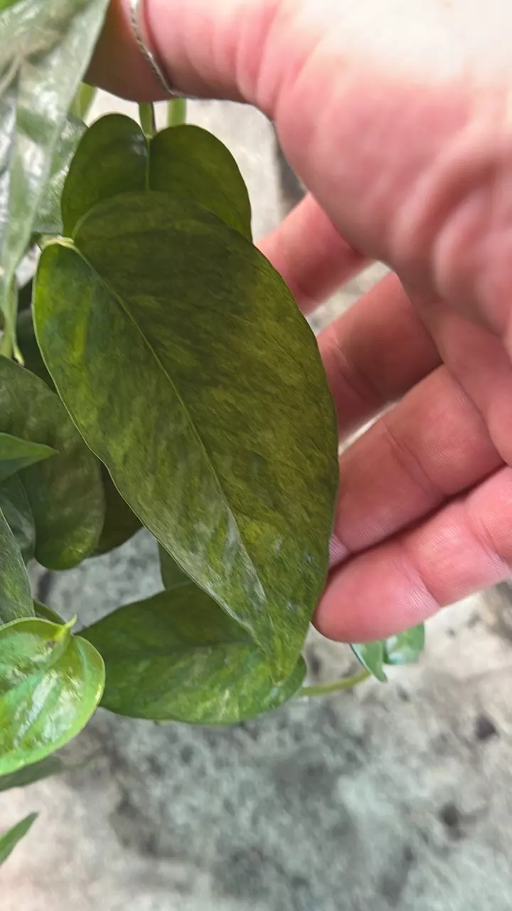 Epipremnum Cebu Blue Mint thumbnail