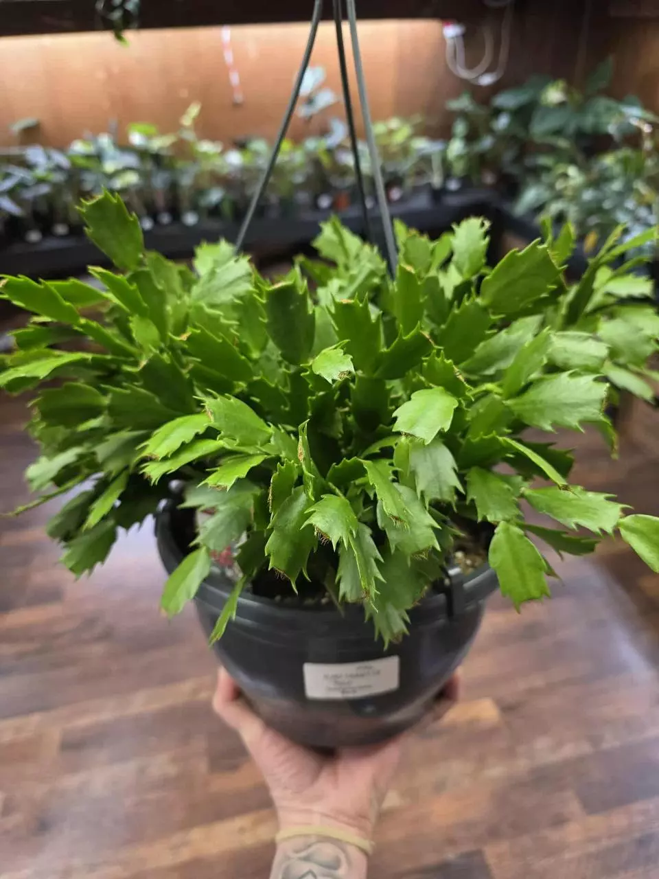 Thanksgiving cactus hanging basket thumbnail