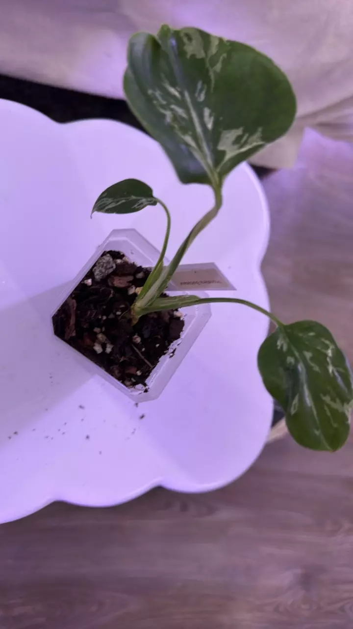 Monstera Bulbasaur thumbnail