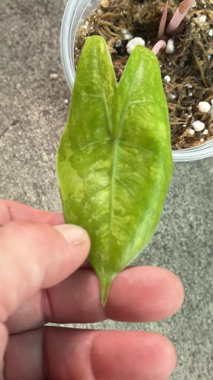 Alocasia aurea pink dragon thumbnail