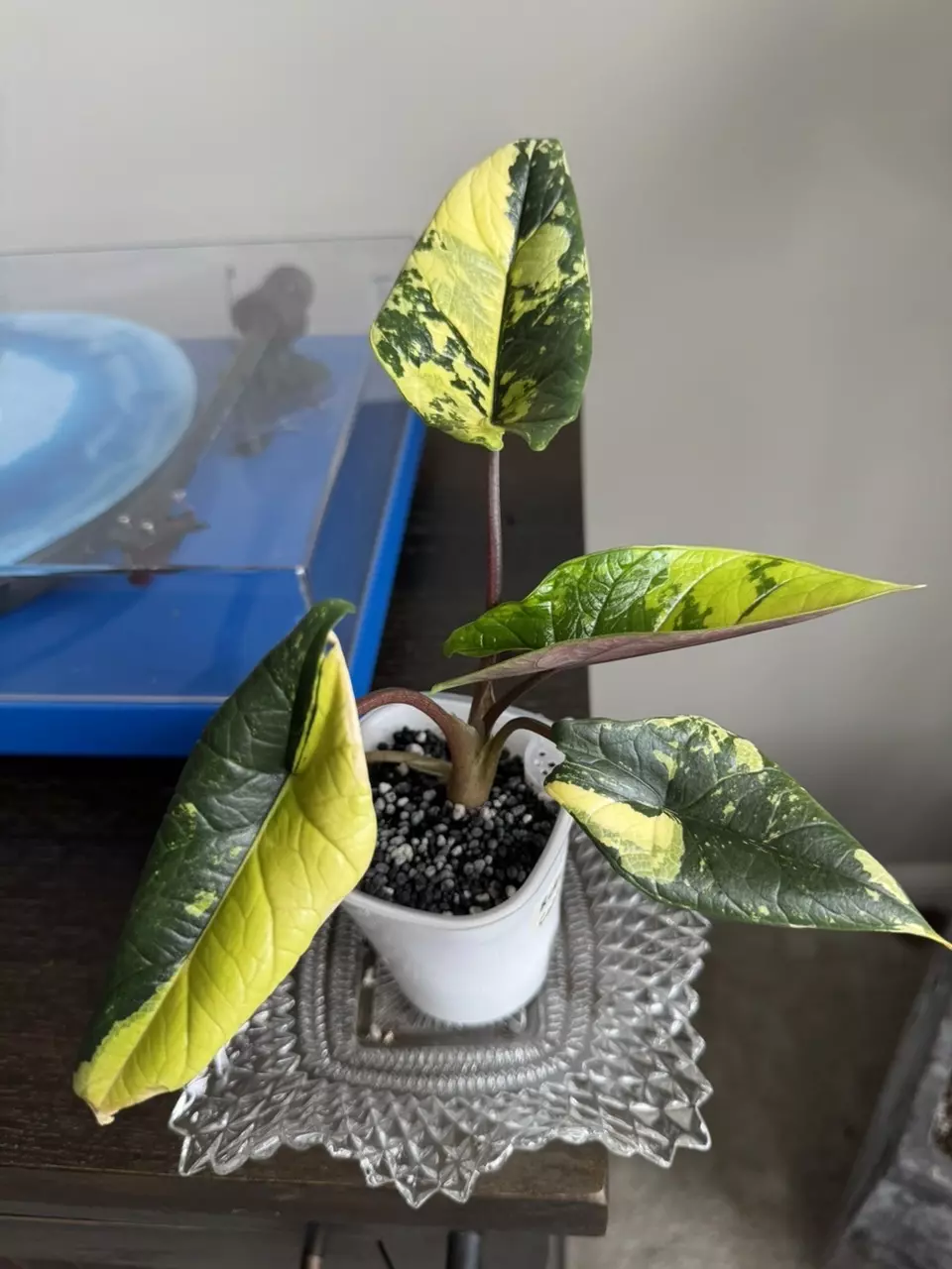 Alocasia Scalprum Creamy Corm thumbnail