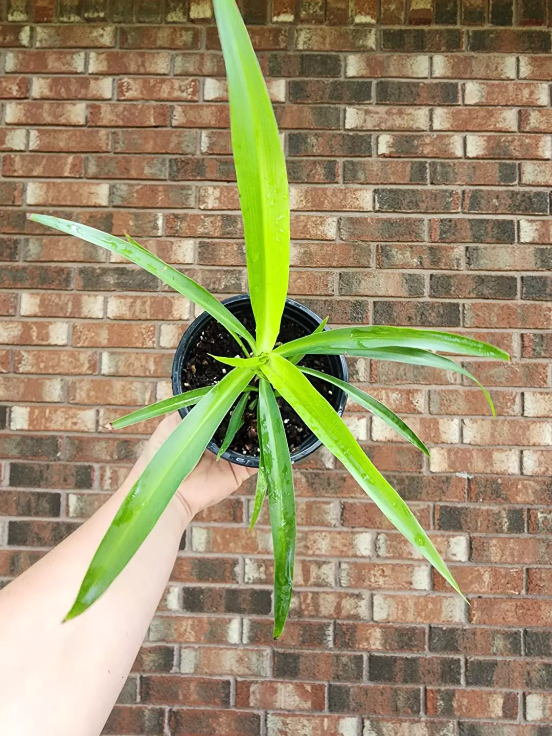 Green spider plant thumbnail
