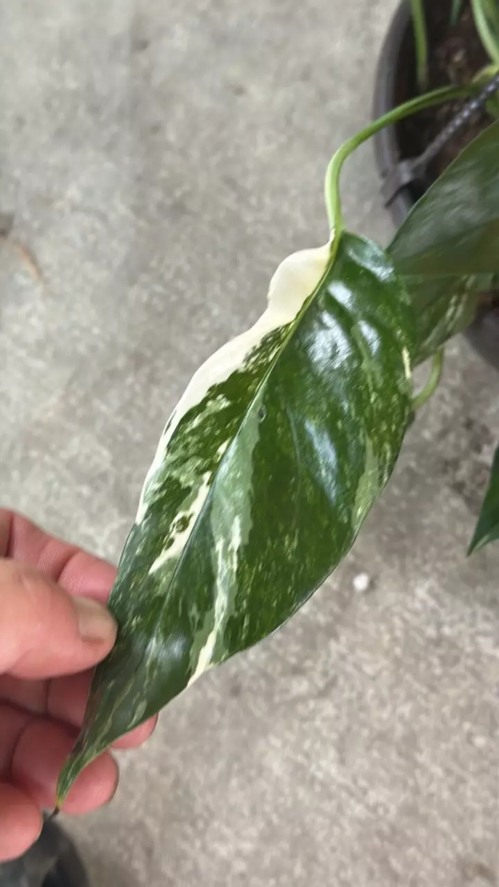 Epipremnum Albo thumbnail