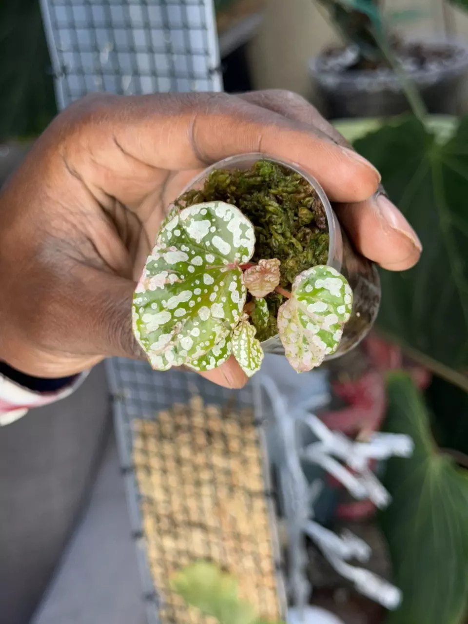 Variegated Snow Capped Begonia thumbnail