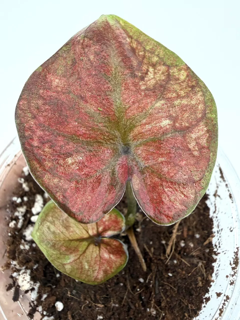 Rare!  Caladium Thai Hybrid Plant # 662 thumbnail
