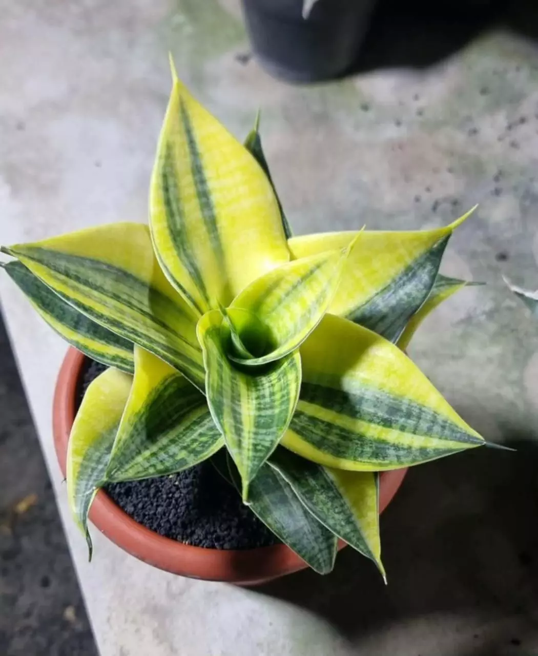 SANSEVERIA MAMBA thumbnail