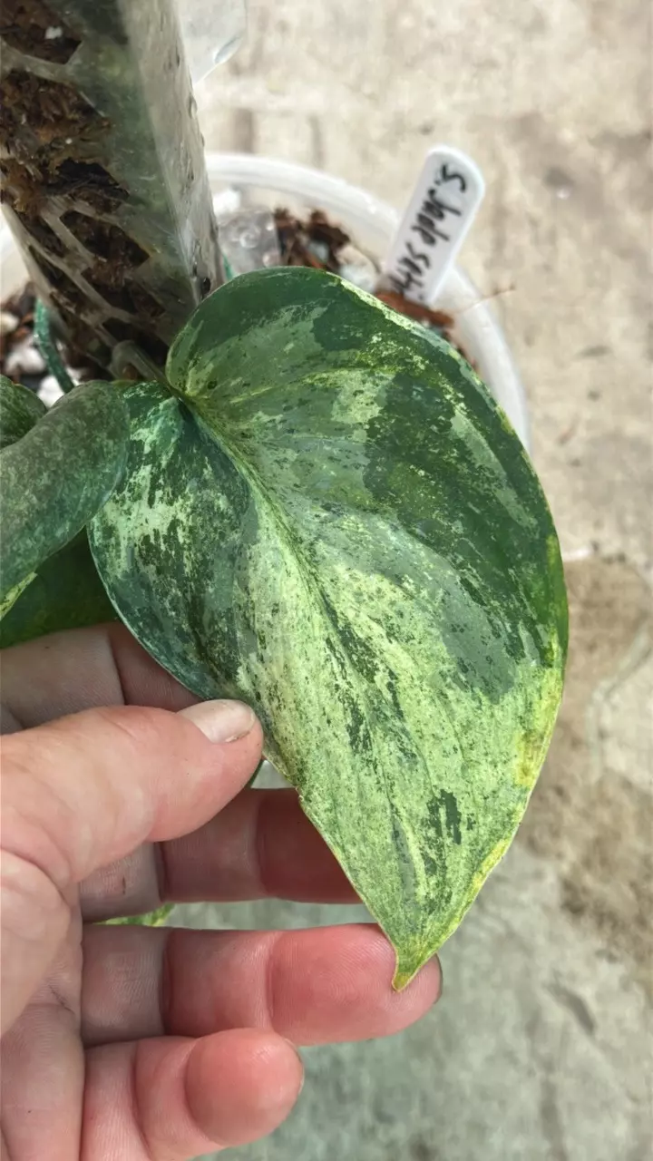 Scinapsus Jade Satin Marble thumbnail